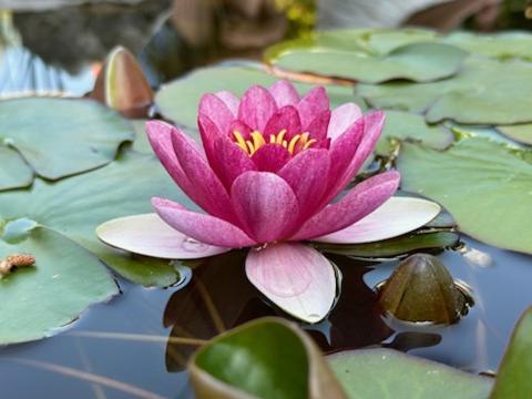 Gite 3 "Le Canal De Baza" Aux Magnolias 오브나 외부 사진
