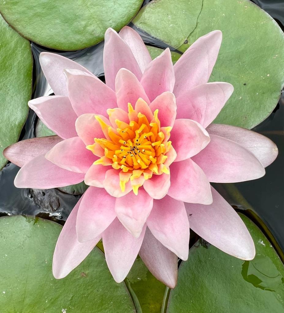 Gite 3 "Le Canal De Baza" Aux Magnolias 오브나 외부 사진